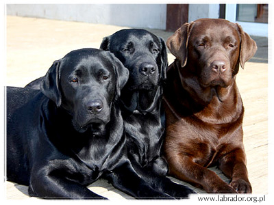 hvor gammel bliver en labrador hvor gammel bliver en labrador